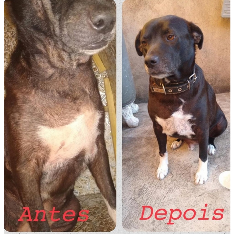 Gummy Dermatológico Reduz Coceira Lambeduras Queda de Pelo 30u